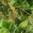 李晓恒佛手，柑橘