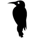 鸟人网络工作室²的头像-腾哥精选