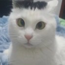 上善若水