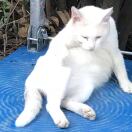 Eleven的头像-熵减岛