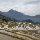 maggiegu