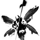 c1's Avatar