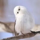 一只**