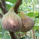 芯心向阳的头像-小果迷