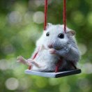 Willowtree转租&房东直租