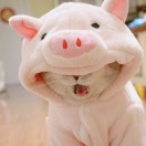 我不是酸奶