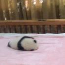 小玥玥的头像-涛哥