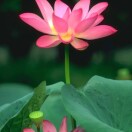 健康