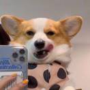 可乐加糖不加冰