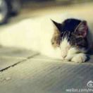 123谢的头像-一只薛眠羊