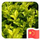 彩虹桥的头像-外科技术网