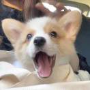 Wink