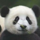 李jing