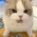圣代桥冰织