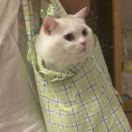 用户57844660的头像-cok论坛 - AGREE动漫游戏