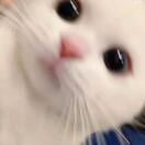 伦敦求租