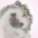 Cattyllo头像