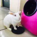 MagiRabbit的钢琴谱