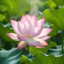 一宝🍃🍃的头像-传承国学正统持焰学堂
