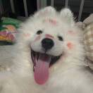 Ying*-秀琴曲谱网