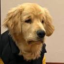 文已经麻了的头像 - 校园论坛