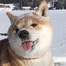 布里斯托求租
