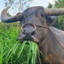 四明山小趴菜的头像-风行者社区