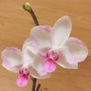 谢菲尔德求租