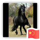 黑马骑士