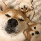 夏至未至