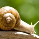 遗失的兰花的钢琴谱