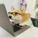 张哈哈哈的头像-大众奥迪MQB刷隐藏|改装升级教程|学习教程|固件|编码缘众日记