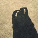 我草泥马的爱情