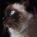 社交的头像-cg男孩