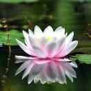 绿色之星