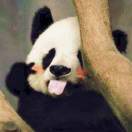 🐯 ٩R(๑^o^๑)T۶、太太太太可了~~！张先生蒲女士氛围森系婚纱照