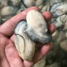 渔掌柜15812662005