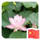 小老虎