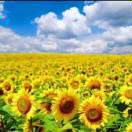 红花绿叶的头像-WordPress主题模板-zibll子比主题