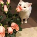 小 梦