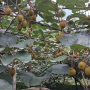 蒋俊，川A64TR6，电话13568965099