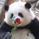 白小哆