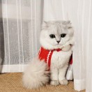 拥抱太阳的月亮