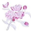蜕淖
