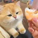 小吴
