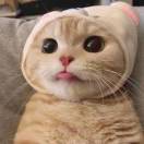 🥡的头像
