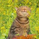 梅梅😼🍀 