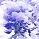 紫罗兰与海棠