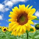 李彦宁～平安是福的头像-外科技术网