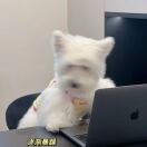 果崽头像